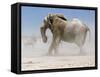 Bull Elephant, Etosha, 2018-Eric Meyer-Framed Stretched Canvas