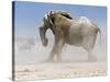 Bull Elephant, Etosha, 2018-Eric Meyer-Stretched Canvas