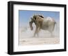 Bull Elephant, Etosha, 2018-Eric Meyer-Framed Photographic Print