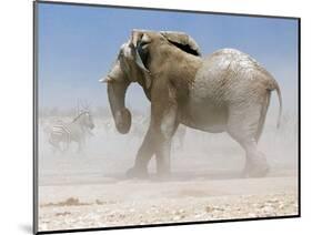 Bull Elephant, Etosha, 2018-Eric Meyer-Mounted Photographic Print