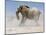 Bull Elephant, Etosha, 2018-Eric Meyer-Mounted Photographic Print