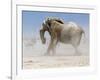 Bull Elephant, Etosha, 2018-Eric Meyer-Framed Photographic Print