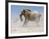 Bull Elephant, Etosha, 2018-Eric Meyer-Framed Photographic Print