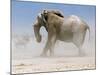 Bull Elephant, Etosha, 2018-Eric Meyer-Mounted Photographic Print