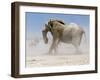 Bull Elephant, Etosha, 2018-Eric Meyer-Framed Photographic Print