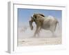 Bull Elephant, Etosha, 2018-Eric Meyer-Framed Photographic Print