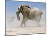 Bull Elephant, Etosha, 2018-Eric Meyer-Mounted Photographic Print