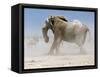 Bull Elephant, Etosha, 2018-Eric Meyer-Framed Stretched Canvas