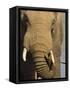 Bull Elephant, Loxodonta Africana, Addo Elephant National Park, Eastern Cape, South Africa-Steve & Ann Toon-Framed Stretched Canvas