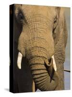 Bull Elephant, Loxodonta Africana, Addo Elephant National Park, Eastern Cape, South Africa-Steve & Ann Toon-Stretched Canvas