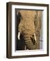 Bull Elephant, Loxodonta Africana, Addo Elephant National Park, Eastern Cape, South Africa-Steve & Ann Toon-Framed Photographic Print