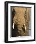 Bull Elephant, Loxodonta Africana, Addo Elephant National Park, Eastern Cape, South Africa-Steve & Ann Toon-Framed Photographic Print