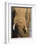 Bull Elephant, Loxodonta Africana, Addo Elephant National Park, Eastern Cape, South Africa-Steve & Ann Toon-Framed Photographic Print