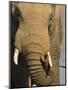 Bull Elephant, Loxodonta Africana, Addo Elephant National Park, Eastern Cape, South Africa-Steve & Ann Toon-Mounted Photographic Print