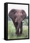 Bull Elephant (Loxodonta Africana), Madikwe Deserve, North West Province, South Africa, Africa-Ann and Steve Toon-Framed Stretched Canvas