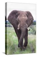 Bull Elephant (Loxodonta Africana), Madikwe Deserve, North West Province, South Africa, Africa-Ann and Steve Toon-Stretched Canvas