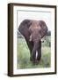 Bull Elephant (Loxodonta Africana), Madikwe Deserve, North West Province, South Africa, Africa-Ann and Steve Toon-Framed Photographic Print