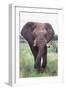 Bull Elephant (Loxodonta Africana), Madikwe Deserve, North West Province, South Africa, Africa-Ann and Steve Toon-Framed Photographic Print