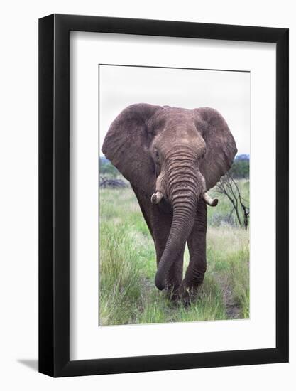 Bull Elephant (Loxodonta Africana), Madikwe Deserve, North West Province, South Africa, Africa-Ann and Steve Toon-Framed Photographic Print