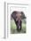 Bull Elephant (Loxodonta Africana), Madikwe Deserve, North West Province, South Africa, Africa-Ann and Steve Toon-Framed Photographic Print