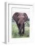Bull Elephant (Loxodonta Africana), Madikwe Deserve, North West Province, South Africa, Africa-Ann and Steve Toon-Framed Photographic Print
