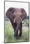 Bull Elephant (Loxodonta Africana), Madikwe Deserve, North West Province, South Africa, Africa-Ann and Steve Toon-Mounted Photographic Print