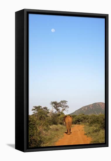 Bull Elephant (Loxodonta Africana) Walking Off, Madikwe Reserve, North West Province-Ann and Steve Toon-Framed Stretched Canvas