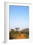 Bull Elephant (Loxodonta Africana) Walking Off, Madikwe Reserve, North West Province-Ann and Steve Toon-Framed Photographic Print