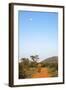 Bull Elephant (Loxodonta Africana) Walking Off, Madikwe Reserve, North West Province-Ann and Steve Toon-Framed Photographic Print