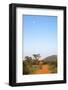 Bull Elephant (Loxodonta Africana) Walking Off, Madikwe Reserve, North West Province-Ann and Steve Toon-Framed Photographic Print