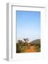 Bull Elephant (Loxodonta Africana) Walking Off, Madikwe Reserve, North West Province-Ann and Steve Toon-Framed Photographic Print