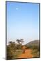 Bull Elephant (Loxodonta Africana) Walking Off, Madikwe Reserve, North West Province-Ann and Steve Toon-Mounted Photographic Print