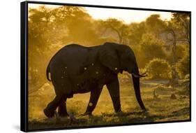 Bull Elephant, Makgadikgadi Pans National Park, Botswana-Paul Souders-Framed Stretched Canvas