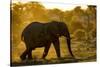 Bull Elephant, Makgadikgadi Pans National Park, Botswana-Paul Souders-Stretched Canvas