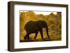 Bull Elephant, Makgadikgadi Pans National Park, Botswana-Paul Souders-Framed Photographic Print