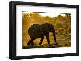 Bull Elephant, Makgadikgadi Pans National Park, Botswana-Paul Souders-Framed Photographic Print