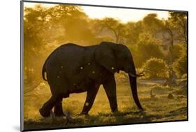 Bull Elephant, Makgadikgadi Pans National Park, Botswana-Paul Souders-Mounted Photographic Print