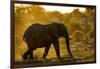 Bull Elephant, Makgadikgadi Pans National Park, Botswana-Paul Souders-Framed Photographic Print