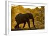 Bull Elephant, Makgadikgadi Pans National Park, Botswana-Paul Souders-Framed Photographic Print