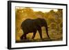 Bull Elephant, Makgadikgadi Pans National Park, Botswana-Paul Souders-Framed Photographic Print