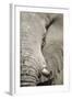 Bull Elephant, Makgadikgadi Pans National Park, Botswana-Paul Souders-Framed Photographic Print
