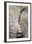 Bull Elephant, Makgadikgadi Pans National Park, Botswana-Paul Souders-Framed Photographic Print