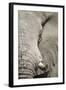 Bull Elephant, Makgadikgadi Pans National Park, Botswana-Paul Souders-Framed Photographic Print