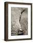 Bull Elephant, Makgadikgadi Pans National Park, Botswana-Paul Souders-Framed Photographic Print