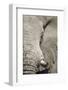 Bull Elephant, Makgadikgadi Pans National Park, Botswana-Paul Souders-Framed Photographic Print