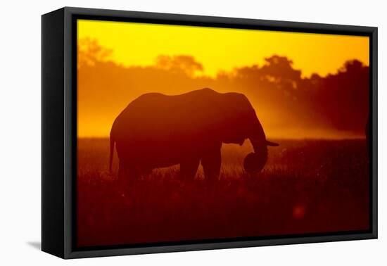 Bull Elephant, Moremi Game Reserve, Botswana-Paul Souders-Framed Stretched Canvas