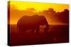 Bull Elephant, Moremi Game Reserve, Botswana-Paul Souders-Stretched Canvas