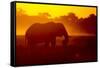 Bull Elephant, Moremi Game Reserve, Botswana-Paul Souders-Framed Stretched Canvas