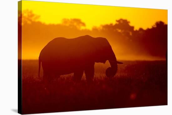 Bull Elephant, Moremi Game Reserve, Botswana-Paul Souders-Stretched Canvas