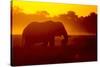 Bull Elephant, Moremi Game Reserve, Botswana-Paul Souders-Stretched Canvas